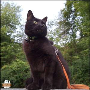 black cat Gus with his fangs showing as he sits up and alert on a metal chest outside in front of green bushes.