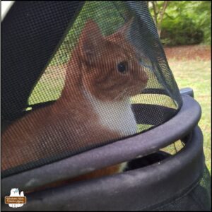 orange and white tabby Oliver sitting up and alert in his buggy.