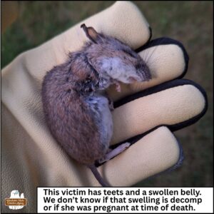Amber's gloved hand holding the dead mouse side-lying showing big round white belly. Caption: This victim has teets and a swollen belly. We don't know if that swelling is decomp or if she was pregnant at the time of death.