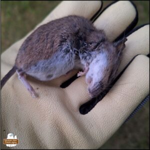 Amber's gloved hand holding the dead mouse side-lying showing big round white belly.