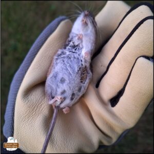 Amber's gloved hand holding the dead mouse supine (belly up) showing teets and big round belly.