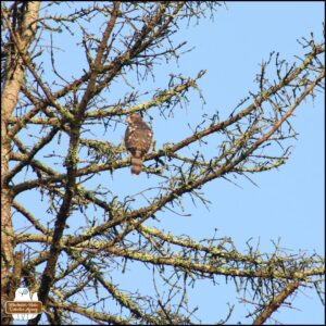 Cooper's Hawk in a tree against a blue sky.