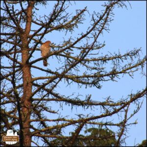 Cooper's Hawk in a tree against a blue sky.