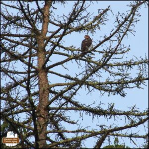 Cooper's Hawk in a tree against a blue sky.