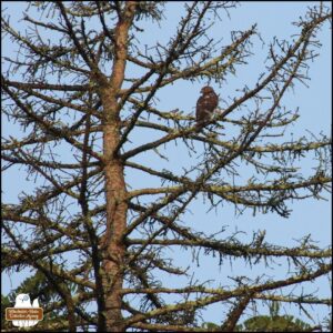 Cooper's Hawk in a tree against a blue sky.