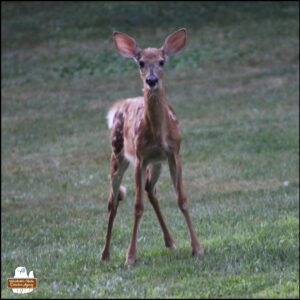 spotted fawn looking at the camera from the middle of the grass