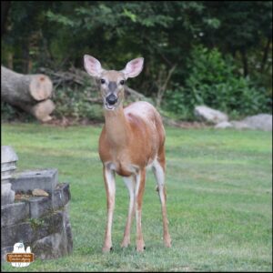 deer mom with her mouth open (looks like she's talking) looking at the camera