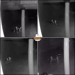 collage of low resolution security camera photos of a medium sized white and dark dog (about the size of a standard poodle)