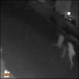 low resolution security camera photos of a medium sized white and dark dog (about the size of a standard poodle)