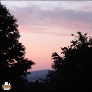 pink and lavender sunrise with silhouetted treeline