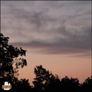 pink and lavender sunrise with silhouetted treeline