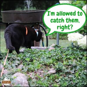 black cat Gus stalking on the ivy covered rock wall where the rats have been poking up to eat bird seed on the stones. Gus: "I'm allowed to catch them, right?"