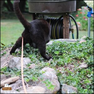 black cat Gus pouncing on the ivy covered rock wall where the rats have been poking up to eat bird seed on the stones.