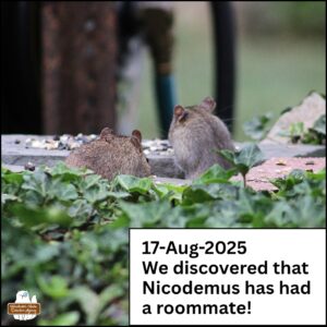 17-Aug-2025 We discovered that Nicodemus has had a roommate! (two rats popping up from between rocks to eat birdseed)