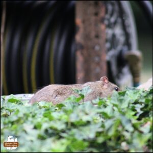 the top/dorsal side of a brown rat going after bird seed on the ivy stones behind ivy.