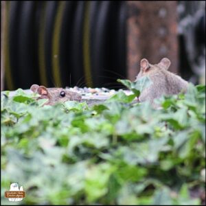 two rats popping up from between rocks to eat birdseed; one is more brown while the other is more silver.