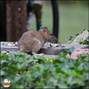 the more brown rat on top of the stones and bricks of the rock fortress going to eat birdseed.