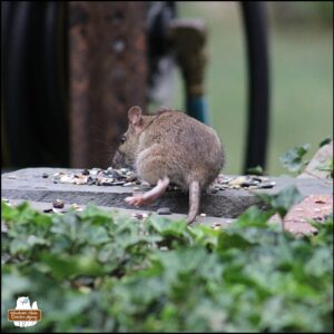 the more brown rat on top of the stones and bricks of the rock fortress going to eat birdseed.