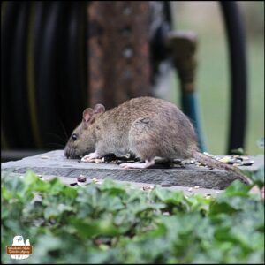 the more brown rat on top of the stones and bricks of the rock fortress going to eat birdseed.