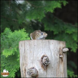 litte red squirrel smiling from on top of a bare tree trunk (where there's birdseed) with tree leaves behind her