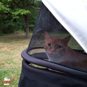 orange and white tabby Oliver sitting up and alert in his buggy looking at the camera