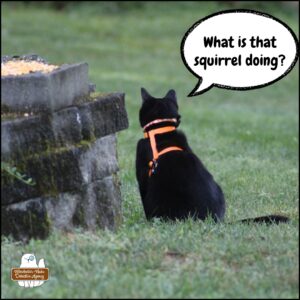 black cat Gus looking away from the camera saying, "What is that squirrel doing?"