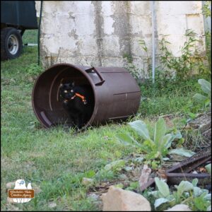black cat Gus wearing his orange harness and sitting inside a garbage can on its side