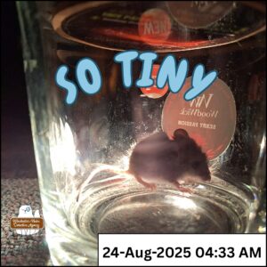 tiny grey mouse captured in jar next to flashlight beam. text: So tiny 24-Aug-2025 04:33 AM
