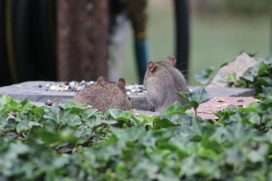 two rats popping up from between rocks to eat birdseed