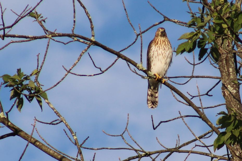 Cooper's Hawk looking down at the camera in a tree against a blue sky.