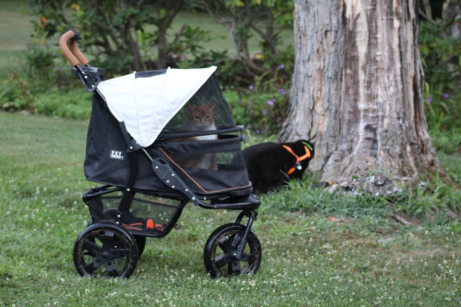 Ollie in his stroller in the grass in front of Gus sniffing around the base of a tree eating weeds.