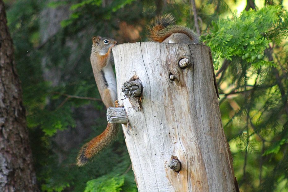 one red squirrel clinging to the side and top edge of the tree stump; the other red squirrel with her entire upper body down the hole at the top of the stump showing only her back end and tail.