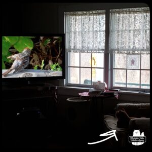 Olie sitting in a dark room on a chair carefully watching the birds on the large screen TV.