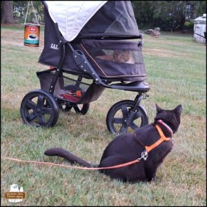 black cat Gus looking away from the camera in front of orange and white tabby Oliver lying in his buggy looking out the screen.