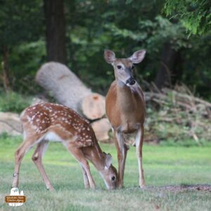 deer mom with her head up next to spotted fawn eating from the grass.