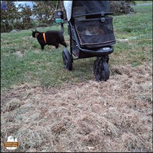 black cat Gus in the background and orange and white tabby Oliver lying in his buggy looking out the screen at the patch of dead grass and dirt surrounded by green grass.