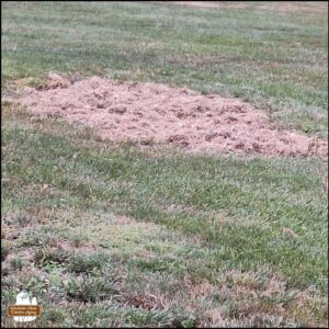 the patch of dead grass and dirt surrounded by green grass.