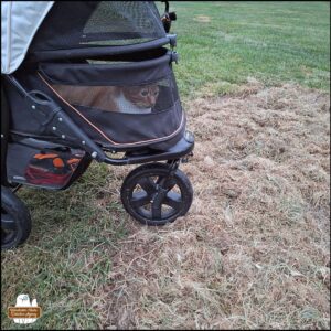 orange and white tabby Oliver lying in his buggy looking out the screen at the patch of dead grass and dirt surrounded by green grass.