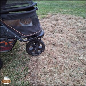 orange and white tabby Oliver lying in his buggy looking out the screen at the patch of dead grass and dirt surrounded by green grass.