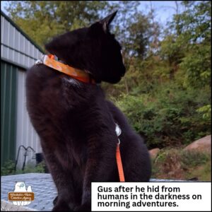 black cat Gus outside looking over his shoulder