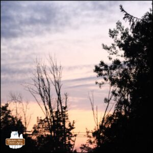 purple and pink sunrise with trees silhouetted