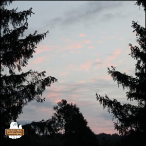 blue and pink sunrise with trees silhouetted