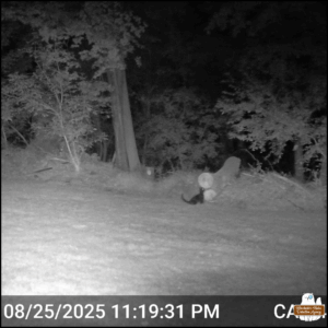 black and white trailcam capture of a black cat near large logs in the yard at 11:19 PM on August 25.