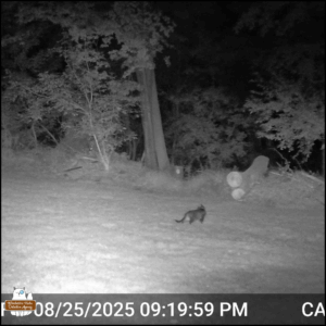 black and white trailcam capture of a tabby cat with a collar walking through the yard at 09:19 PM on August 25.