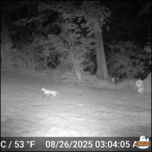 black and white trailcam capture of a skinny fox running through the yard at 03:04 AM on August 26.