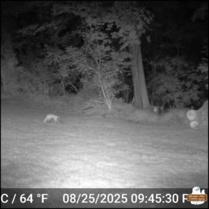 black and white trailcam capture of a skinny fox with its nose in the ground at 09:45 PM on Aug 25.