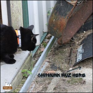 Gus stalking at the threshold of a doorway to exit the pole barn. He's staring at the spaces between plow parts. "chipmunk wuz here" with arrow