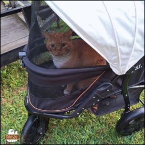 orange and white cat detective, Oliver, sitting up inside his buggy.