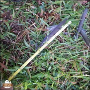 blue jay feathers on the grass with a measuring tap next to one showing it was 4 inches long.