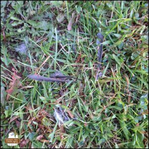 blue jay feathers on the grass